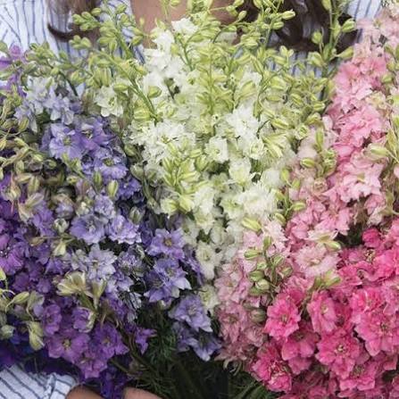 Larkspur QIS Mix
