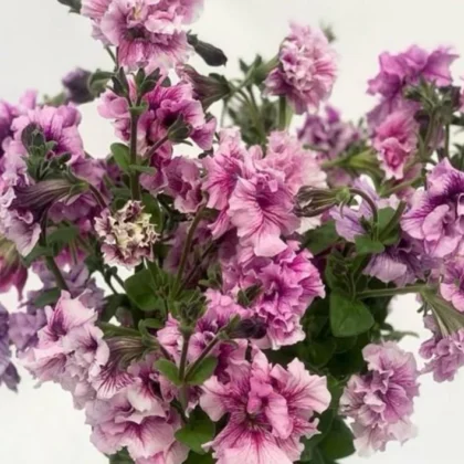 Petunia Doppio Pink
