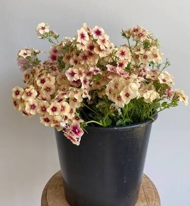 Phlox Cherry Caramel