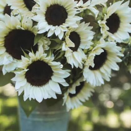 Sunflower - White Nite