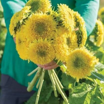 Sunflower - Gummy Bear