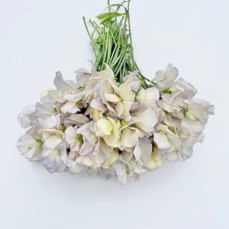 Sweet Pea - High Scent