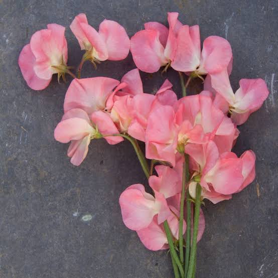 Sweet Pea - Watermelon