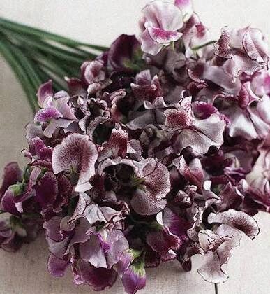 Sweet Pea - Wiltshire Ripple