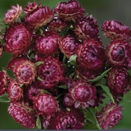 Strawflower Cranberry Rose