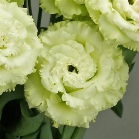 Lisianthus Mint Green (Celeb)