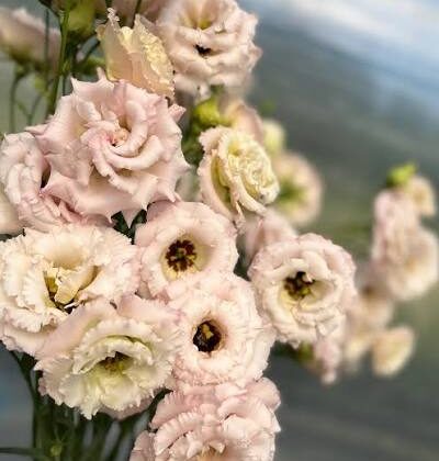 Lisianthus Beige (Celeb)