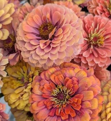 Zinnia - Aurora
