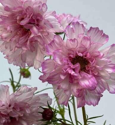 Cosmos - Bicolor Pink Double