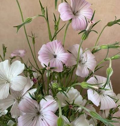 Agrostemma Blush