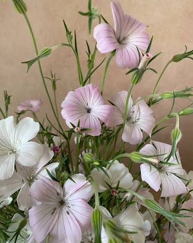 Agrostemma Blush