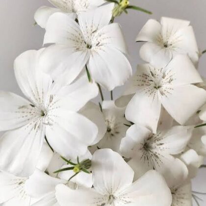 Agrostemma Ocean Pearls