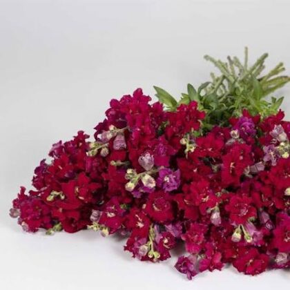 Snapdragon Madame Butterfly Red