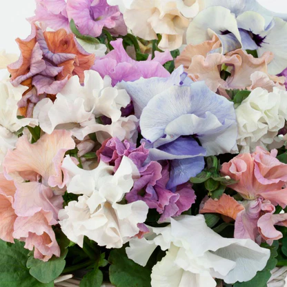Pansy Sweet Pea Mix