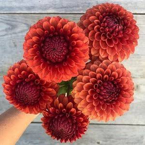 Brown Sugar - Dahlia Tuber