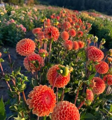 Camano Buz - Dahlia Tuber