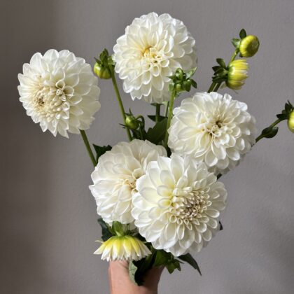 White Mystery - Dahlia Tuber