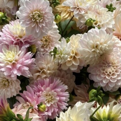 Blush Mystery Dahlia Tuber
