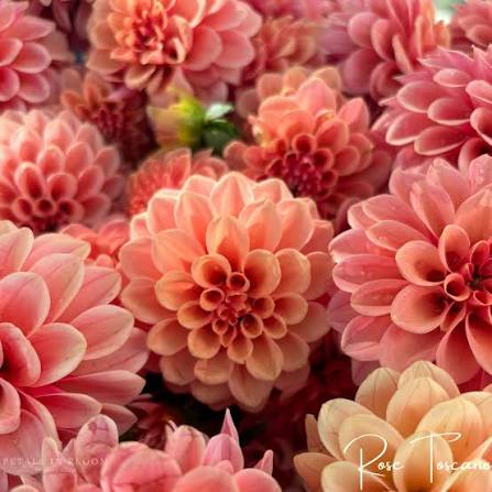 Coral/Peach Mystery Dahlia Tuber
