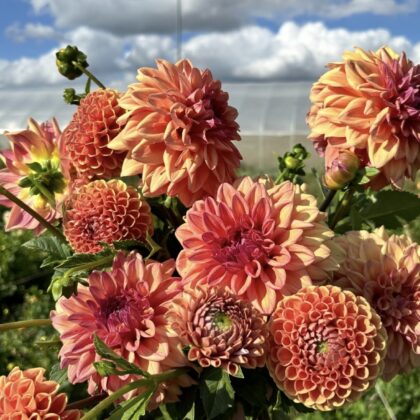 Orange & Rust Mystery Dahlia Tuber