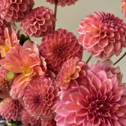 Pink Mystery Dahlia Tuber
