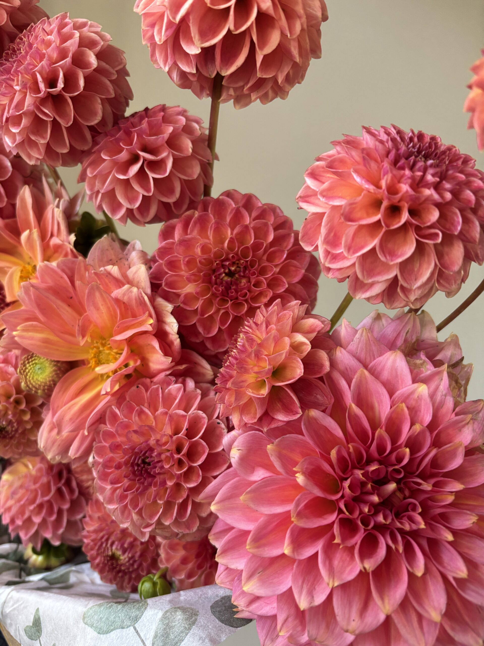 Pink Mystery Dahlia Tuber