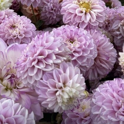 Purple/Lavender Mystery Dahlia Tuber