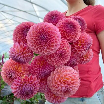 Jowey Winnie - Dahlia Tuber