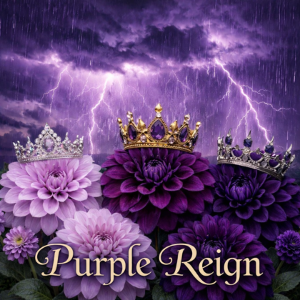Collection - Purple Reign