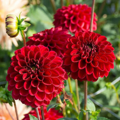 Red or Burgundy Mystery Dahlia Tuber