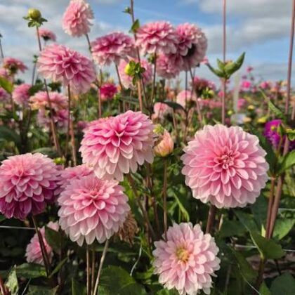 Strawberries & Cream Dahlia Tuber