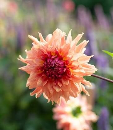 Terracotta - Dahlia Tuber