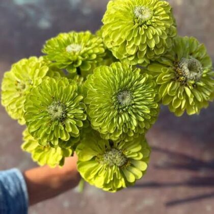 Zinnia - Lime